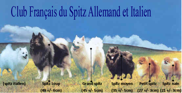 Les 5 variétés de spitz allemand